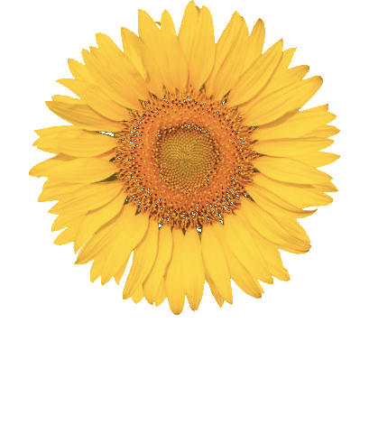 Sunflower CBT Services